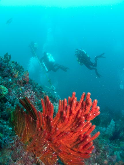 Gorgonian Coral and Ascent Line