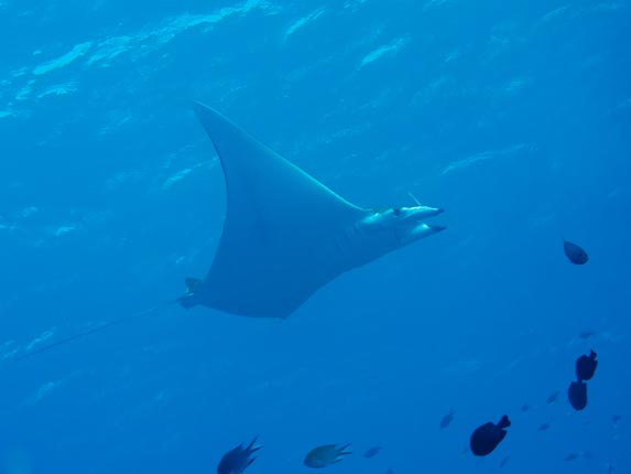 Mobula Ray (Mobula sp) at Tawar Besar