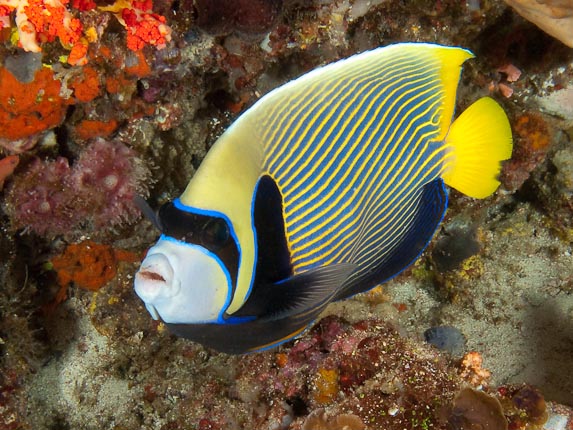 Emperor angelfish - Tawar Besar, Indonesia