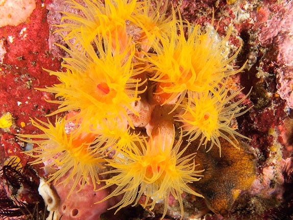 Tubastraea Coral (Tubastraea faulkneri) at Cannibal Rock