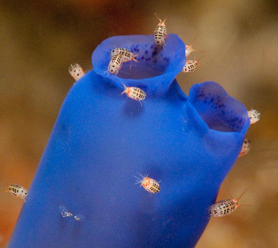 Amphipods (Cyproidea sp) on blue ascidian (Rhopalaea crassa) at Boulders-at-Dawn