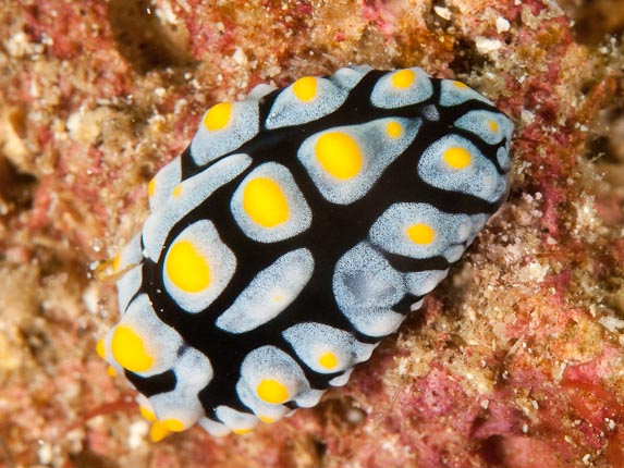 Elegant Phyllidia (Phyllidia elegans) at Boulders-at-Dawn