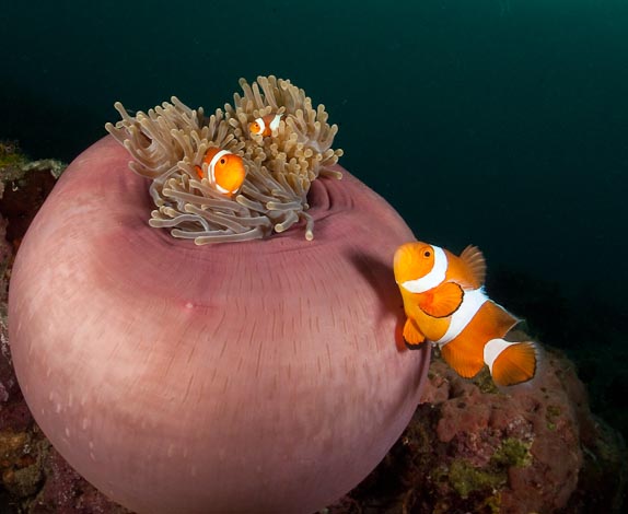 False Clown Anemonefish at Molas Wreck