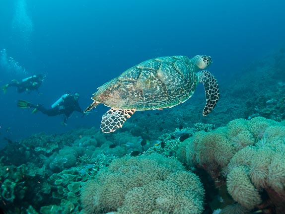 Turtle with Nic and Colin at Bunaken Is