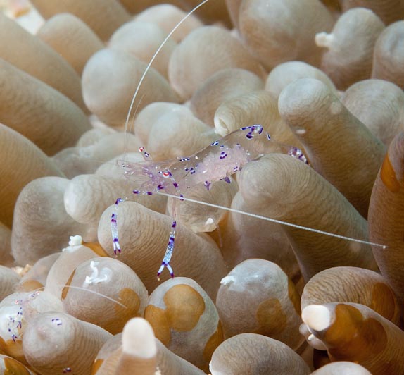 Commensal Shrimp at Sahaung East
