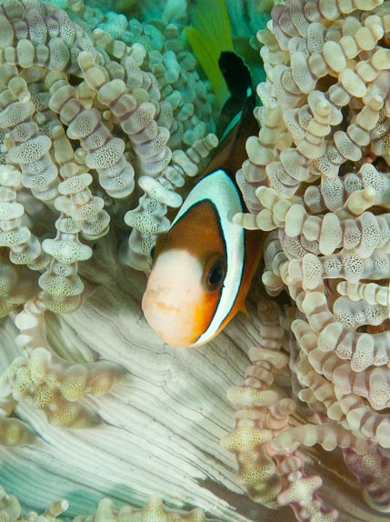 Peekaboo! at Sahaung East