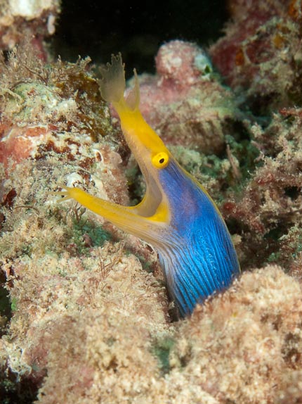 Blue Ribbonn Eel - Tanjung Hussi, Sulawesi, Indonesia