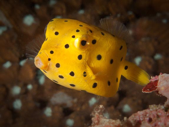 Yellow Boxfish (juv) at Batu Mandi