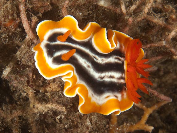 Magnificent Chromodoris at Batu Paten Pinnacle