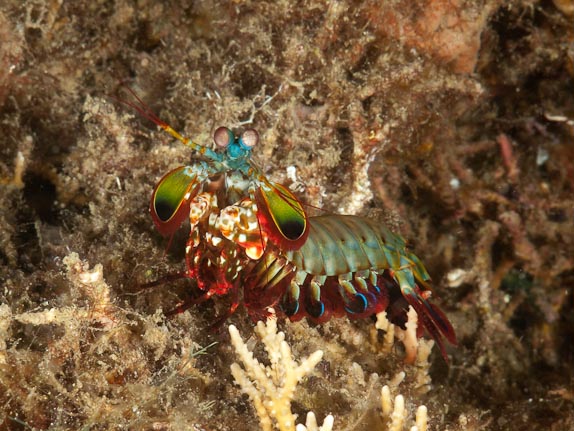 Mantis Shrimp at Batu Puten Pinnacle