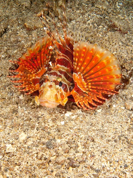 Shortfin Lionfish - Serena Kecil, Sulawesi, Indonesia
