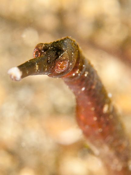 Pipefish at Nudi Falls