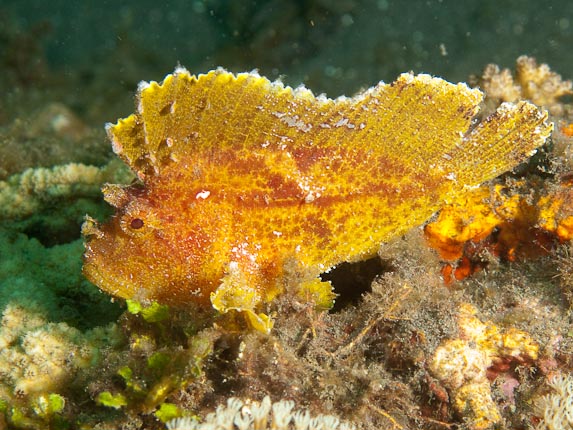Leaf Scorpionfish - Air Banjo 3, Sulawesi, Indonesia