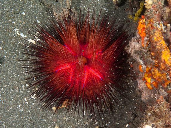 Sea Urchin at Air Banjo 2