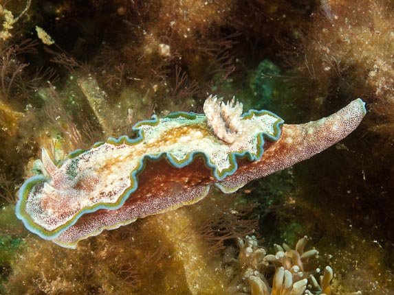 Girdled Glossodoris at Makawidi