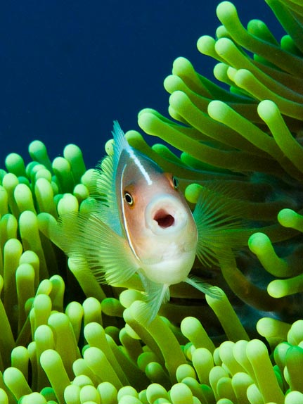 'Ooh!' Pink anemonefish at Fukui