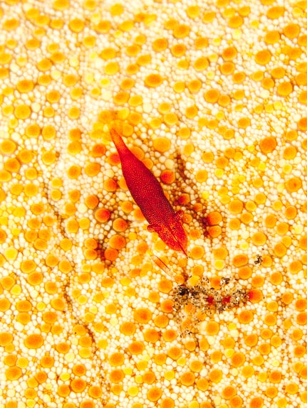 Commensal shrimp on starfish at Jahir