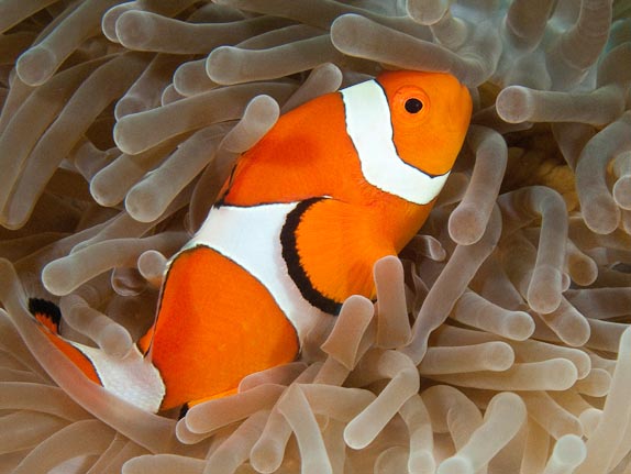 False Clown Anemonefish - DJ Point, Manado