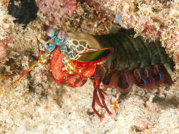 Mantis shrimp with eggs at Machiko Point