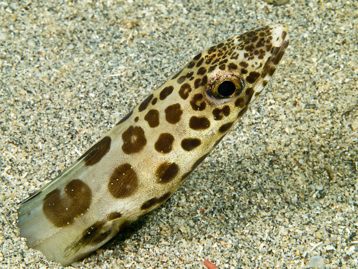 Barred Sand Conger at Black Rock