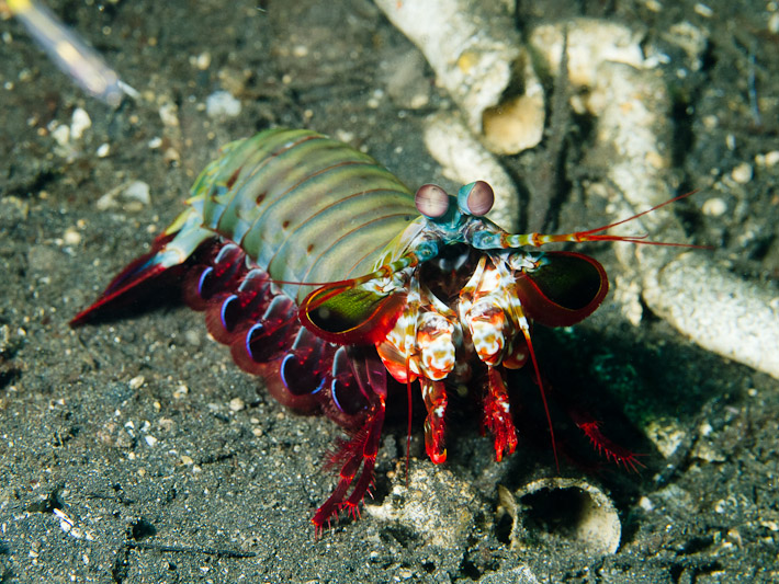 Mantis Shrimp at TK3