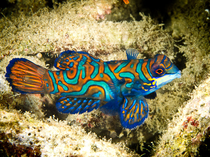 Mandarinfish at Tandu Rusa, Lembeh