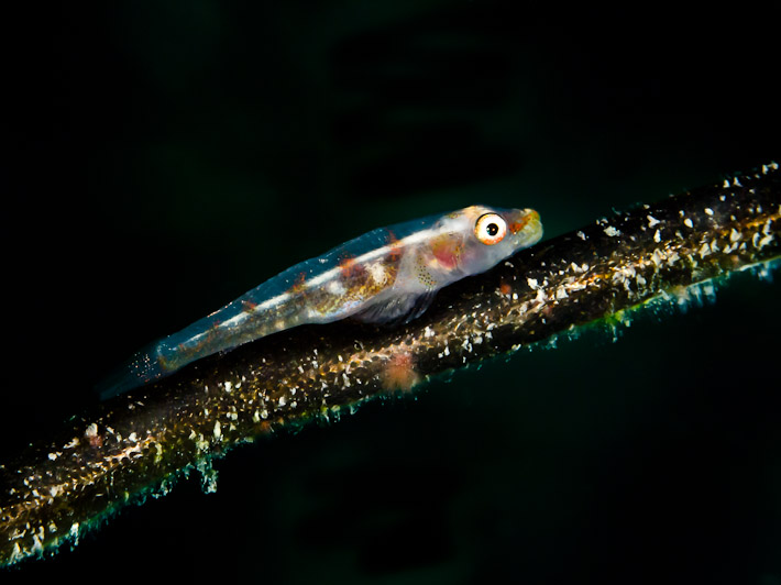 Wire Coral Goby at Gabet Point
