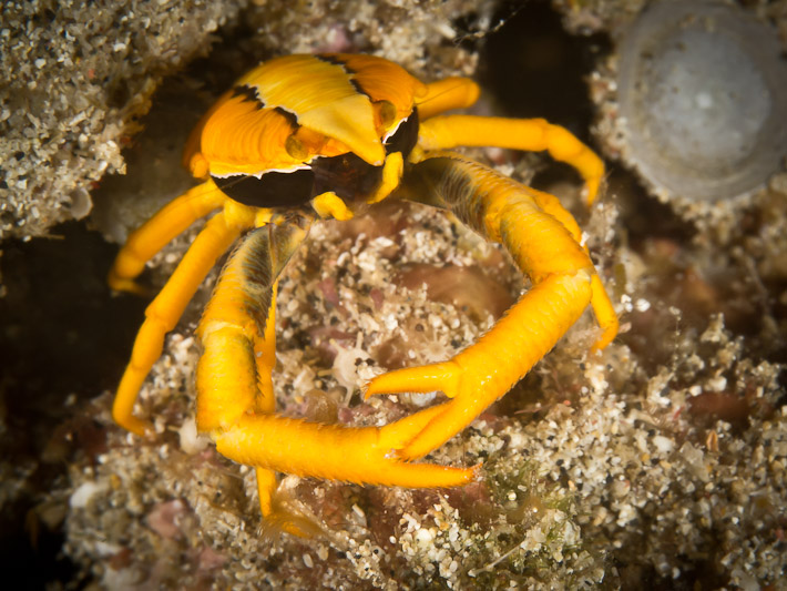 Elegant Squat Lobster at Gabet Point