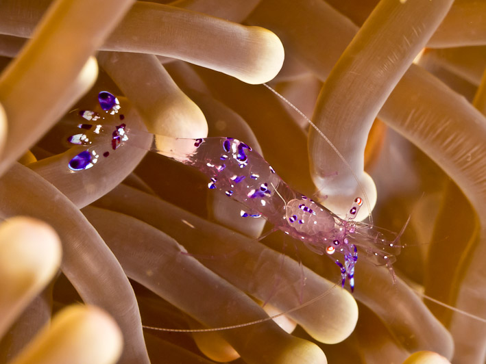Periclimenese Anemone Shrimp at Peter's Point