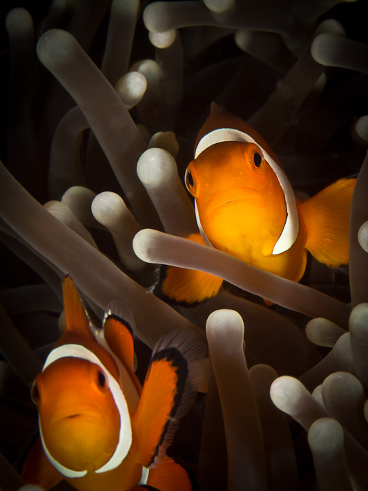False Clown Anemonefish at Peter's Point