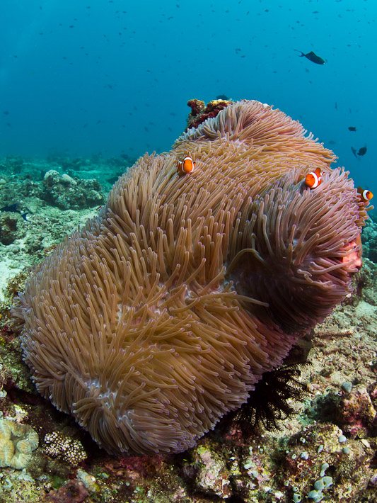 Anemone at Poopoh 1