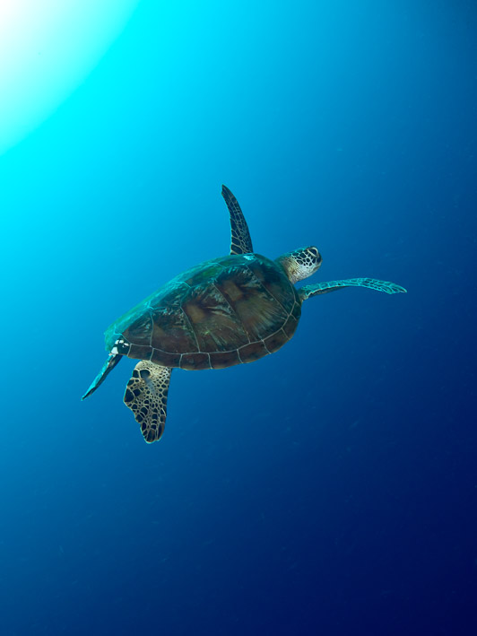 Turtle in the Blue at Tanjung Parigi