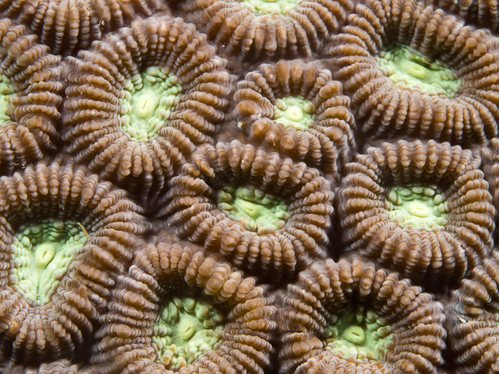 Coral Texture at White Cross