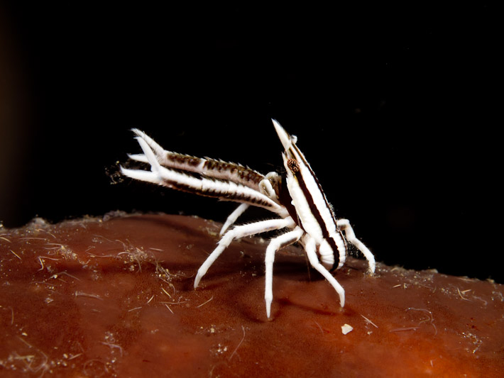Elegant Squat Lobster on Sponge at White Cross