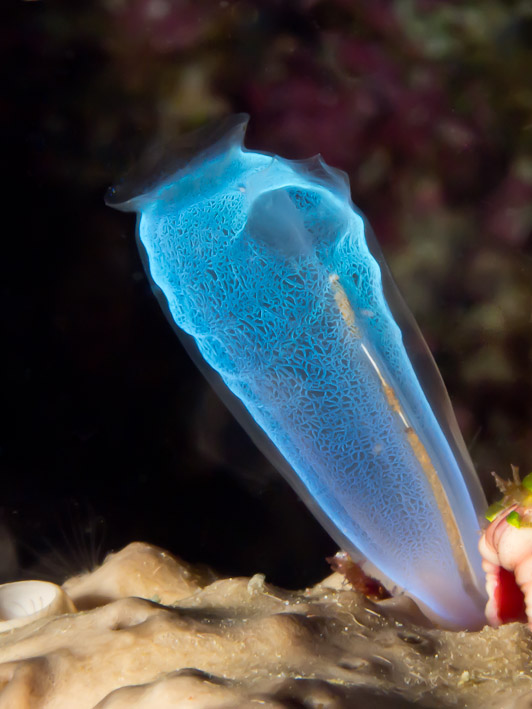 Ascidian Flame  at Pangalisan