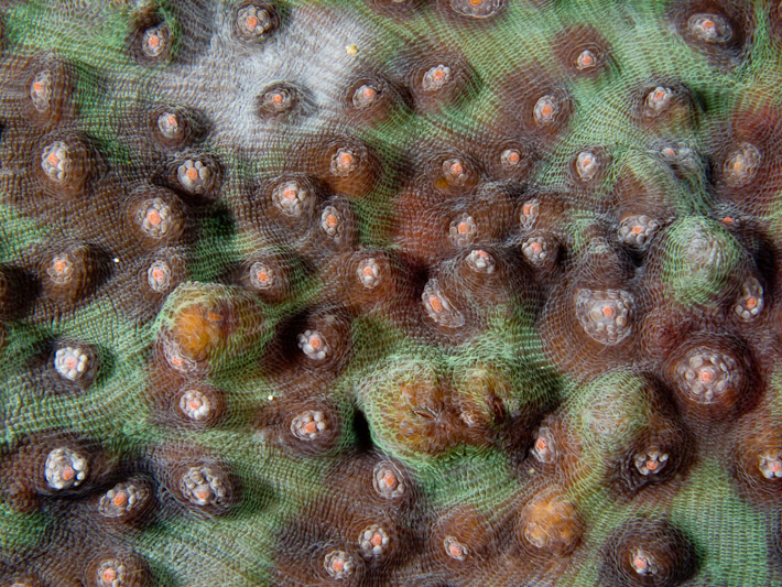 Coral Texture at Pangalisan