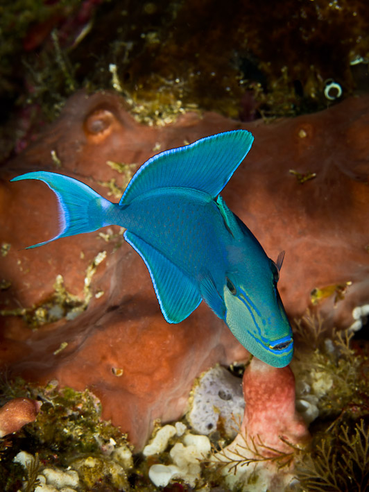 Juvenile Red-Tooth Triggerfish at Lekuan II