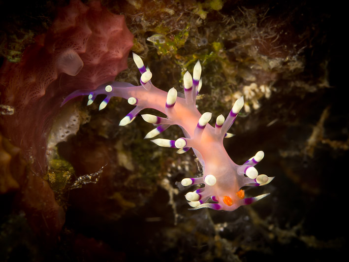Flabellina Exoptata at Lekuan II