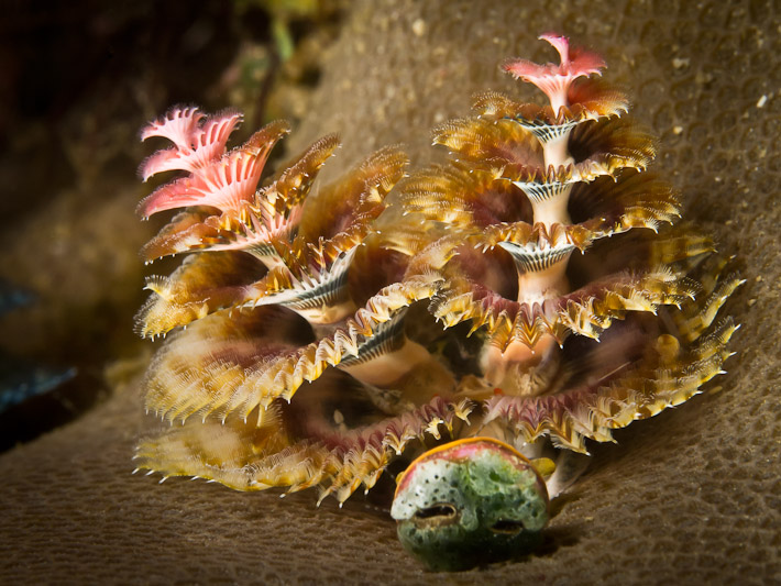 Tubeworm at Soleman Point