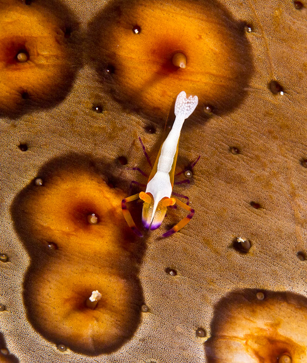 Imperial Shrimp at Alung Banua