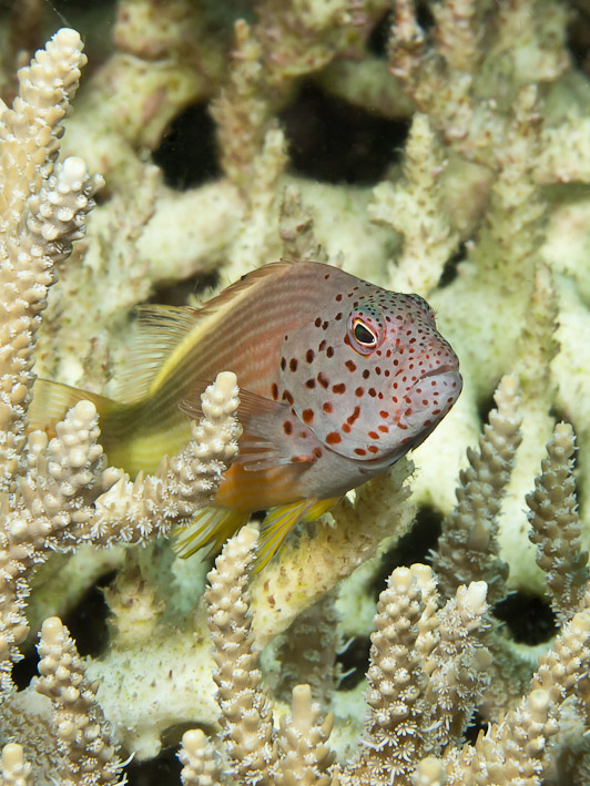Freckled Hawkfish at Fukui