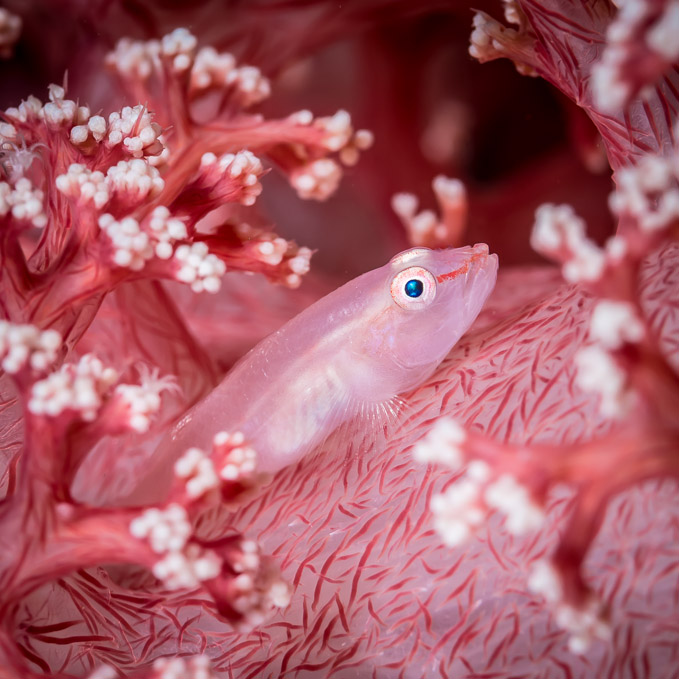 Soft Coral Ghostgoby - Nudi Falls