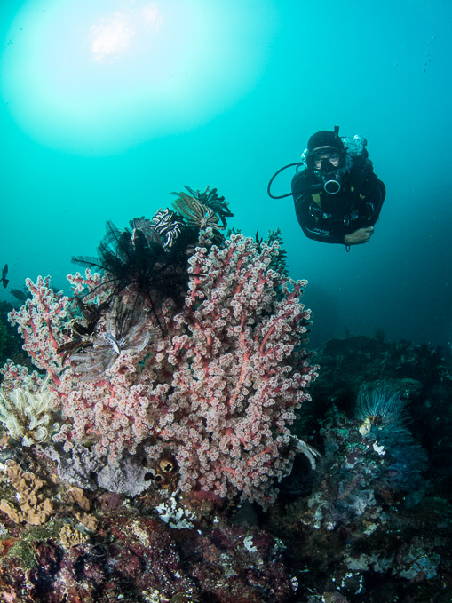 Soft Coral and Crinoids - Angels Window