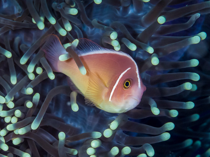 Pink Anemonefish - Batu Mandi