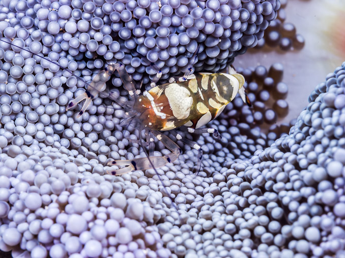 Commensal Shrimp - Batu Kambing