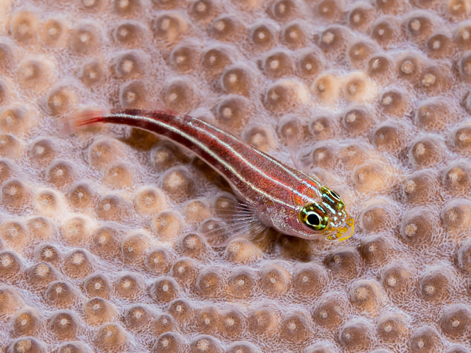 Striped Triplefin on Coral - Tanjung Husi