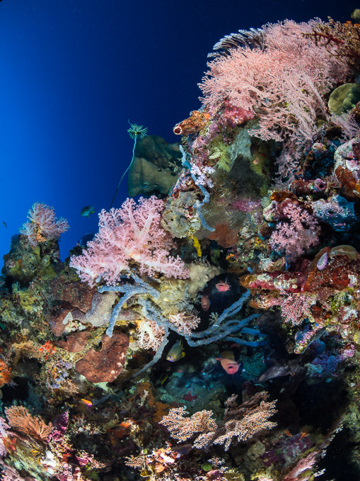 Coral Reef - Aer Banua