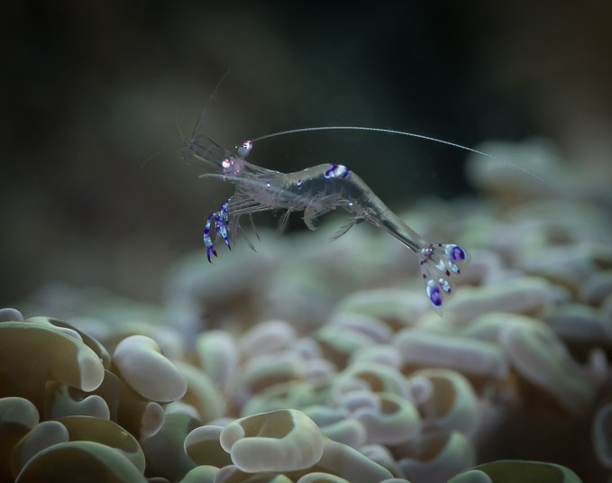 Dancing Glass Shrimp - Tanjung Tiwoho
