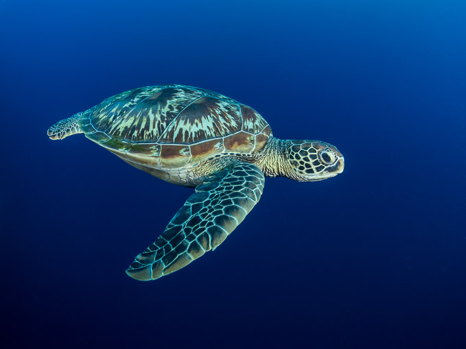 Turtle - Lekuan I