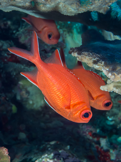 Whitetip Soldierfish - Mandolin, Bunaken